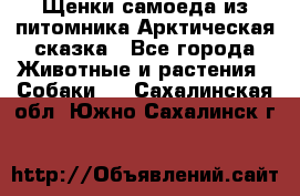 Щенки самоеда из питомника Арктическая сказка - Все города Животные и растения » Собаки   . Сахалинская обл.,Южно-Сахалинск г.